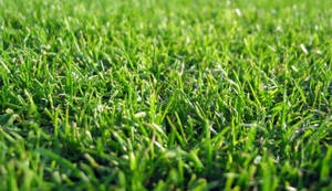 Grass Seed for Sunny and Shady Areas