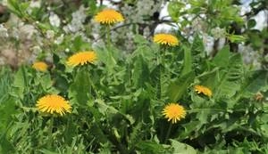 Weed Control Fabric and Barrier Products